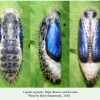 cupido argiades rostov pupa 2